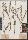 Foto von Salix aurita L.
